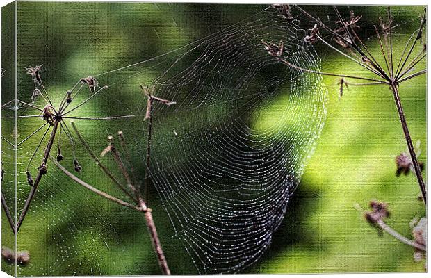 Spiders Web covered in dew Canvas Print by Jim Jones