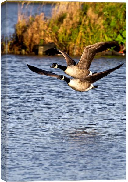 Canada Geese in flight Canvas Print by Jim Jones