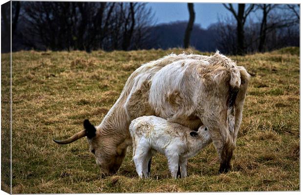 Feeding calf and mother Canvas Print by Jim Jones