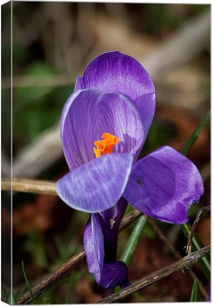 Harbinger of Spring Canvas Print by Jim Jones