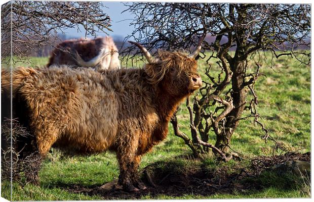 Highland cattle and a gnarled tree Canvas Print by Jim Jones