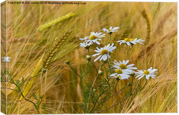 Todays flower, tomorrows flour Canvas Print by Jim Jones