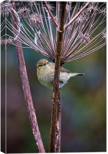  Young Willow Warbler Canvas Print by Jim Jones