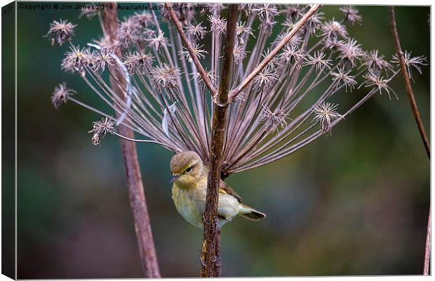  Young Willow Warbler perched in Cow Parsley Canvas Print by Jim Jones