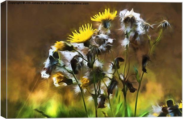  Ragwort Life Cycle with artistic filter Canvas Print by Jim Jones