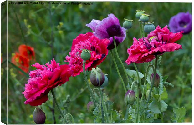  Colourful Poppies Canvas Print by Jim Jones