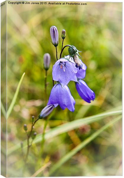  Wild Harebells Canvas Print by Jim Jones