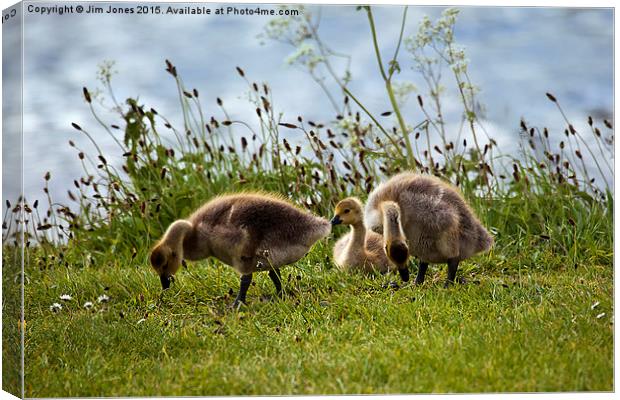  Gorgeous grazing goslings  Canvas Print by Jim Jones