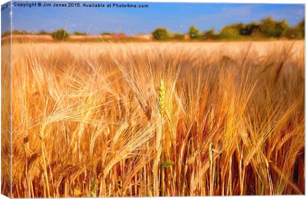  Wheat among the Barley Canvas Print by Jim Jones
