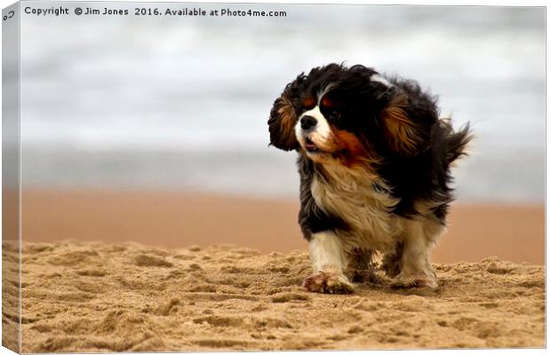 Little dog, windy beach Canvas Print by Jim Jones