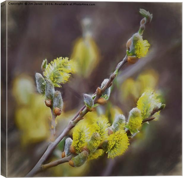 Smudged Pussy Willow Canvas Print by Jim Jones