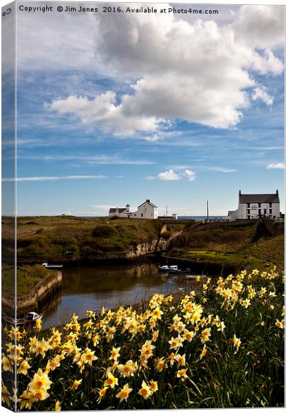 Seaton Sluice Harbour, Northumberland Canvas Print by Jim Jones