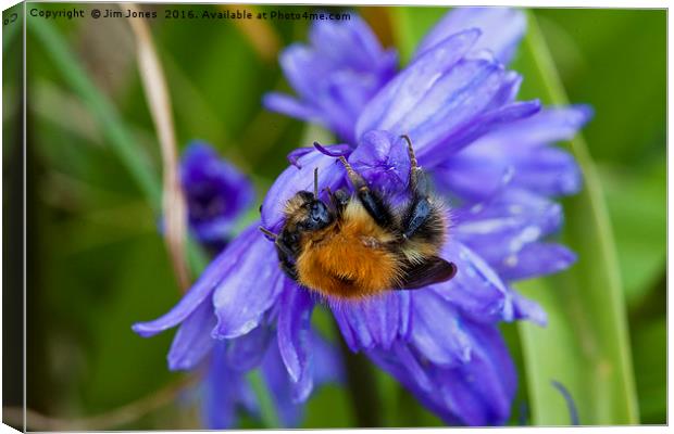 Bumblebee and Bluebells Canvas Print by Jim Jones