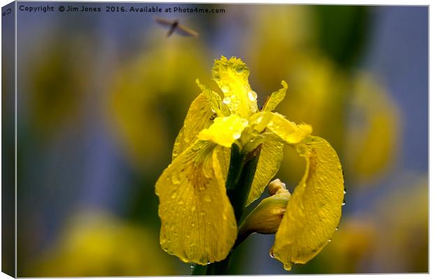 Yellow Iris in the rain Canvas Print by Jim Jones