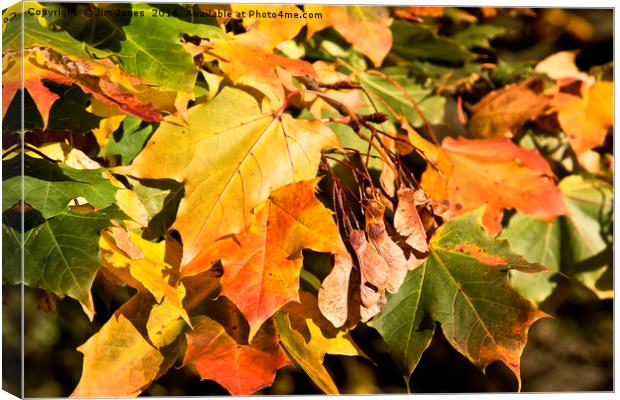 Autumn Colours Canvas Print by Jim Jones