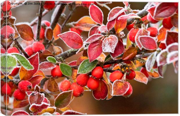 Frosted Berries Canvas Print by Jim Jones