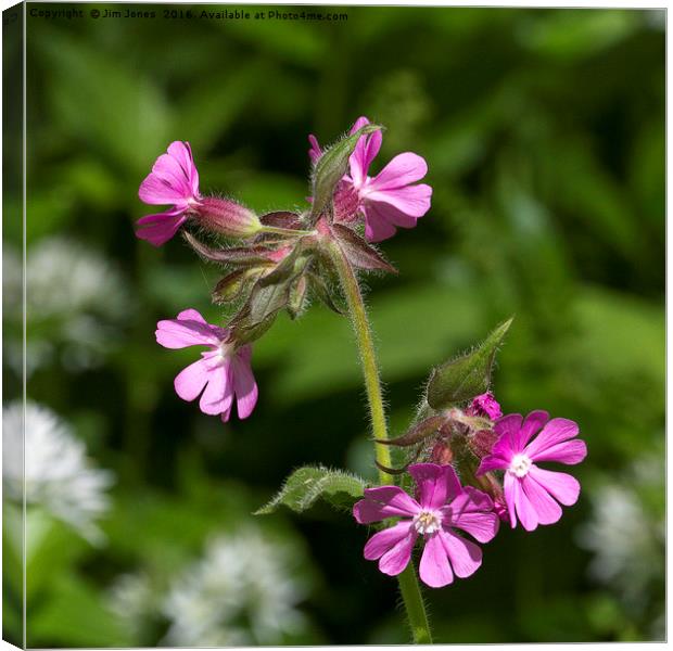 Square cropped Red Campion Canvas Print by Jim Jones