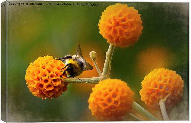 Busy bee on buddleia Canvas Print by Jim Jones