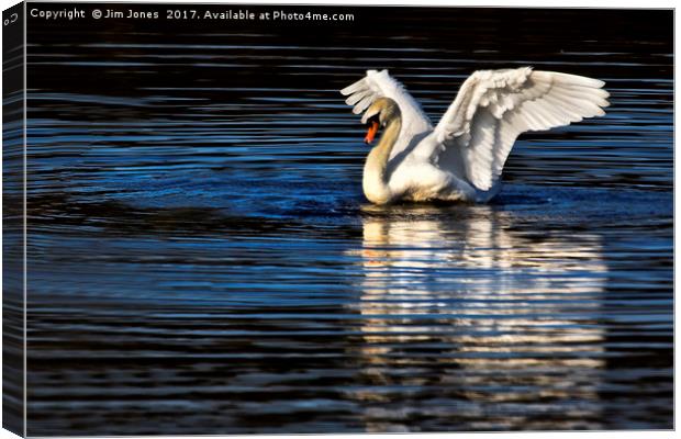 Stretching Swan Canvas Print by Jim Jones