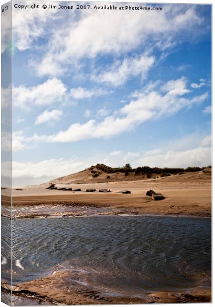 The Sand Dunes at Alnmouth Canvas Print by Jim Jones