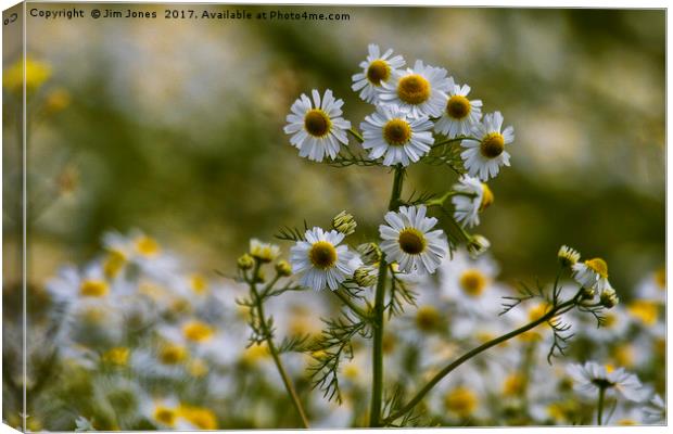 Wild Ox-eye Daisies Canvas Print by Jim Jones