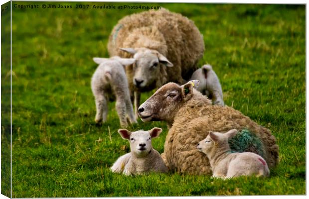 Spring lambs Canvas Print by Jim Jones