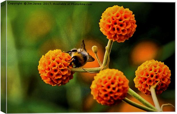 Artistic Busy bee on buddleia Canvas Print by Jim Jones