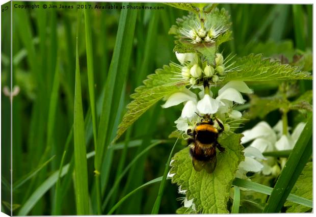 Bee on Nettle flowers; two stingers together Canvas Print by Jim Jones