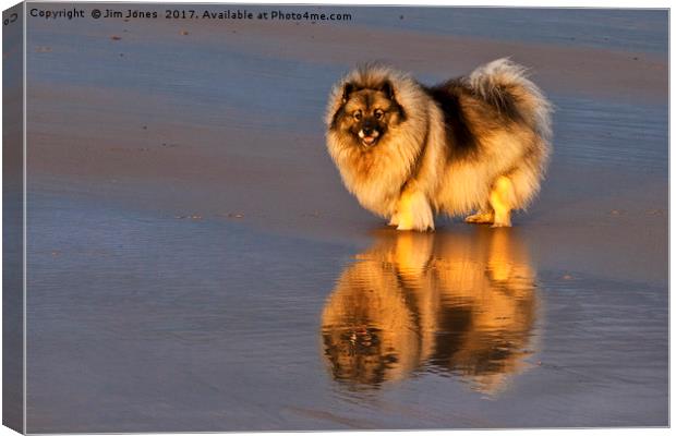 In a reflective mood. Canvas Print by Jim Jones