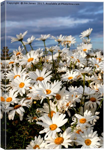 Wild Ox-eye Daisies Canvas Print by Jim Jones