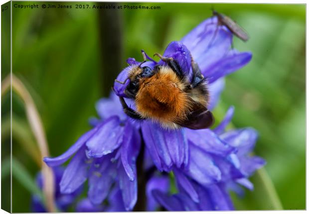 Bumble Bee and Bluebells Canvas Print by Jim Jones