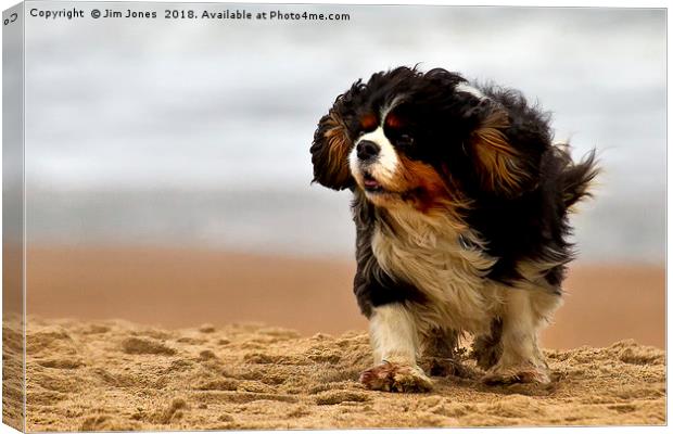 Little dog on a windy beach Canvas Print by Jim Jones
