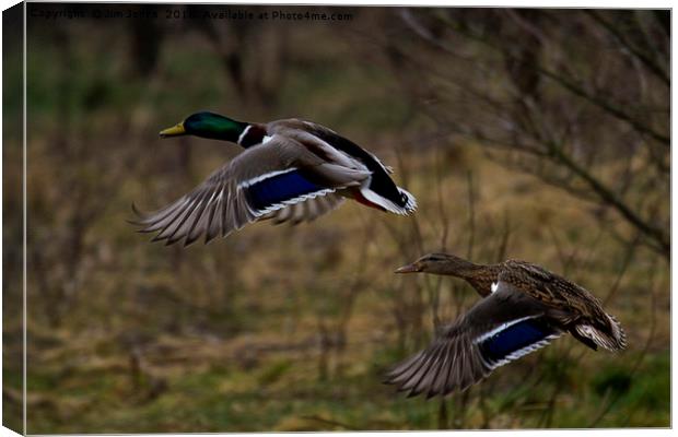Mallard Ducks in flight Canvas Print by Jim Jones