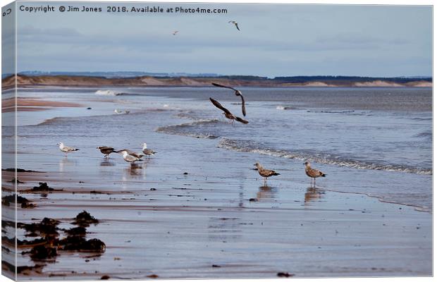 Gulls at the seaside Canvas Print by Jim Jones