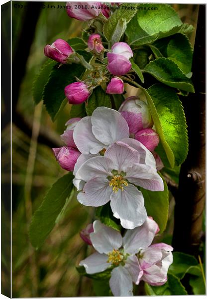 Apple blossom time  Canvas Print by Jim Jones
