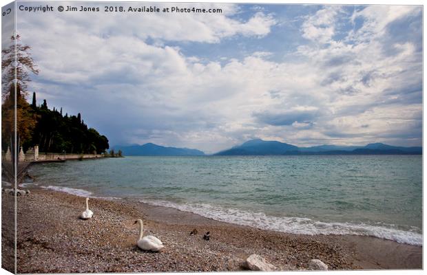 Swan's view of the lake Canvas Print by Jim Jones