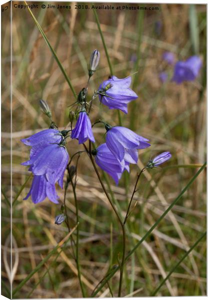 Gently nodding wild Harebells Canvas Print by Jim Jones