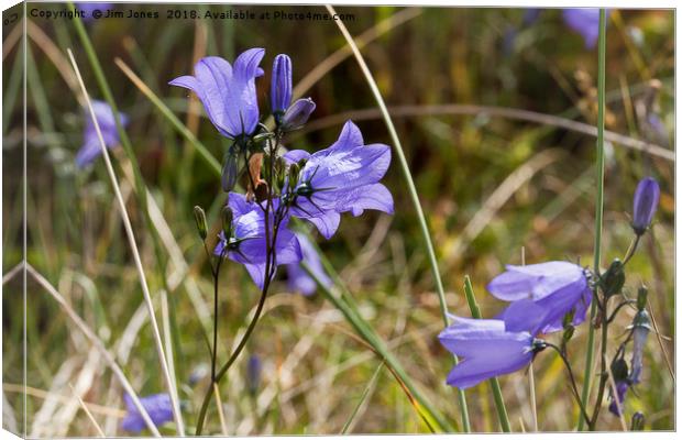 Wild Harebells on the dunes Canvas Print by Jim Jones