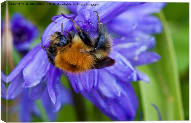 Bumble Bee on Bluebells Canvas Print by Jim Jones