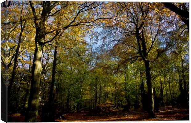 Woodland in Autumn Sunshine Canvas Print by Jim Jones