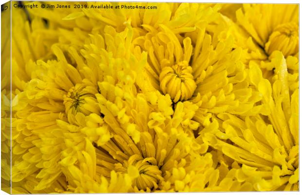 Frame full of yellow Chrysanthemums Canvas Print by Jim Jones
