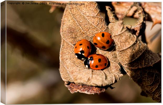 Three Ladybirds on a dead leaf (2) Canvas Print by Jim Jones