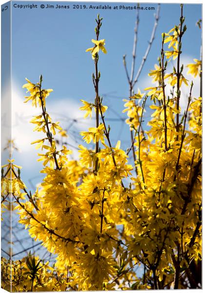 Forsythia under a blue sky and white clouds Canvas Print by Jim Jones