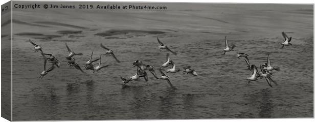 Small flock of Sanderlings in flight in B&W Canvas Print by Jim Jones