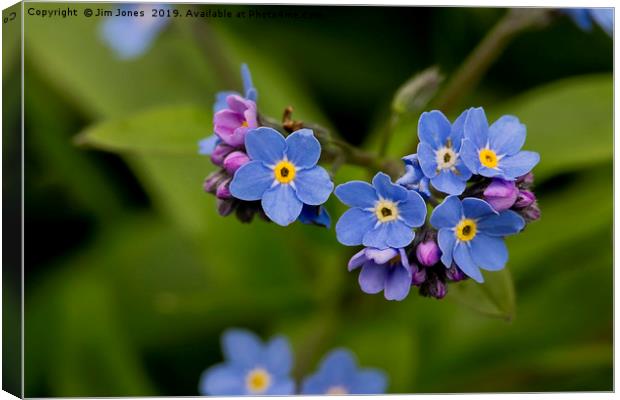 Forget-me-not in Springtime Canvas Print by Jim Jones