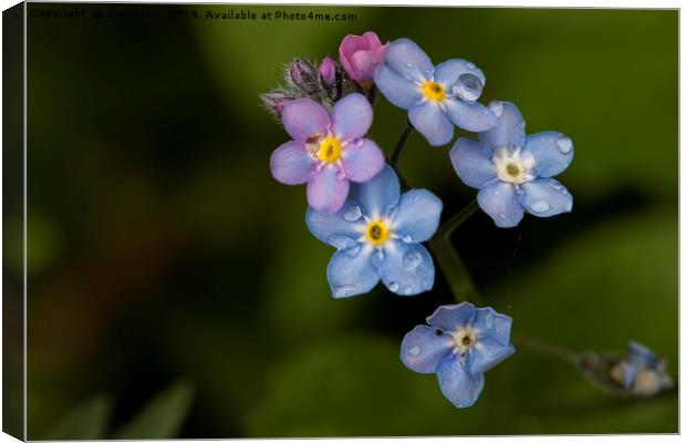English Wild Flowers - Forget-me-not (2) Canvas Print by Jim Jones