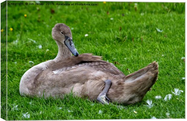 Mute Swan cygnet with feathers on its beak! Canvas Print by Jim Jones