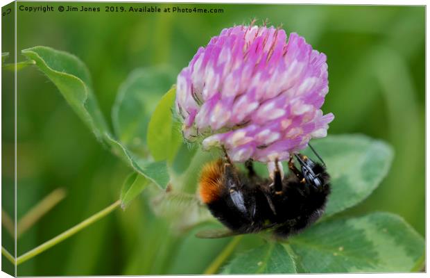 Bee collecting pollen from Clover Canvas Print by Jim Jones