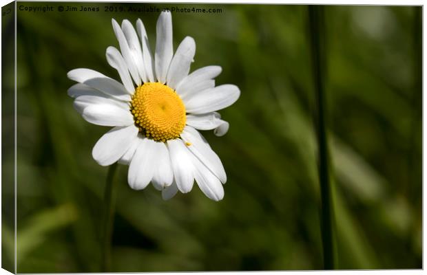 English Wild Flowers - Ox-eye Daisy Canvas Print by Jim Jones