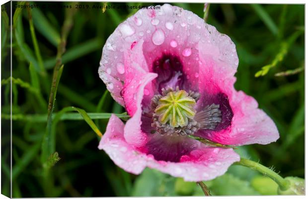 Raindrops on pink Poppy flower Canvas Print by Jim Jones
